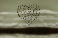/album/galleria-fotografica/cuore-di-uccelli-in-volo-jpg/